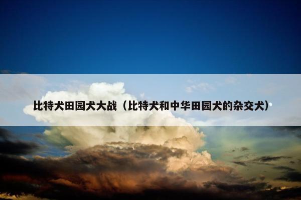 比特犬田园犬大战（比特犬和中华田园犬的杂交犬）
