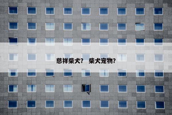 慈祥柴犬？ 柴犬宠物？