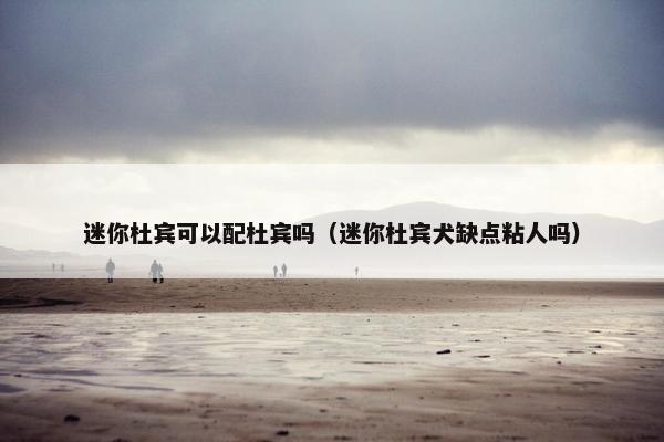 迷你杜宾可以配杜宾吗(迷你杜宾犬缺点粘人吗)