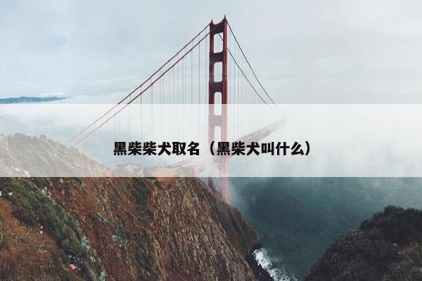 黑柴柴犬取名（黑柴犬叫什么）