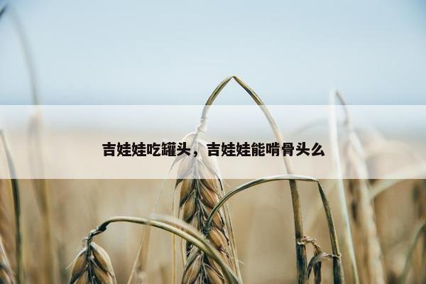 吉娃娃吃罐头，吉娃娃能啃骨头么