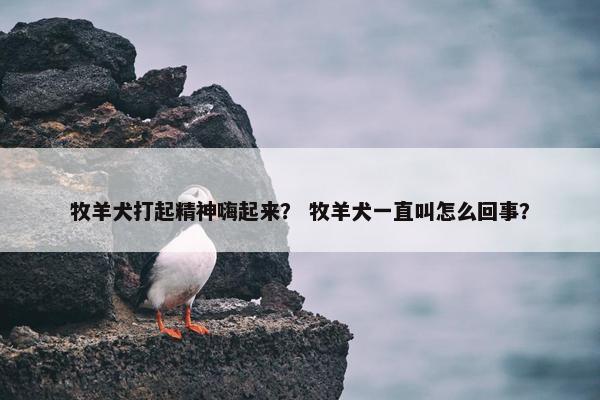 牧羊犬打起精神嗨起来？ 牧羊犬一直叫怎么回事？