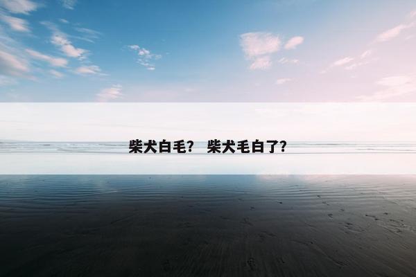 柴犬白毛？ 柴犬毛白了？