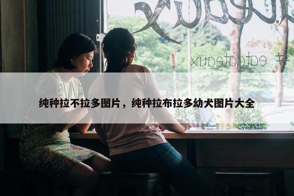 纯种拉不拉多图片,纯种拉布拉多幼犬图片大全