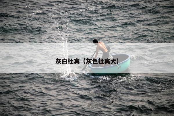 灰白杜宾（灰色杜宾犬）