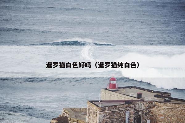 暹罗猫白色好吗（暹罗猫纯白色）