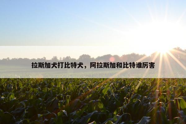 拉斯加犬打比特犬，阿拉斯加和比特谁厉害