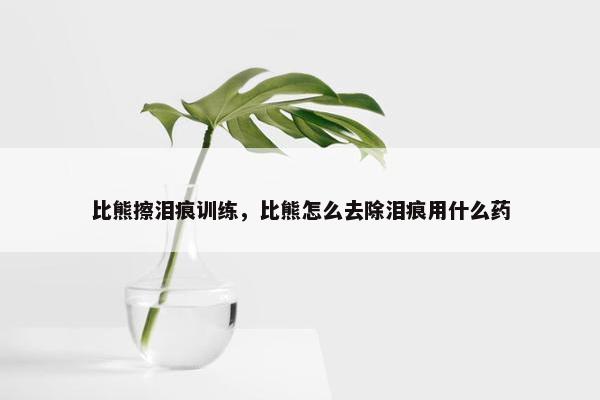 比熊擦泪痕训练，比熊怎么去除泪痕用什么药