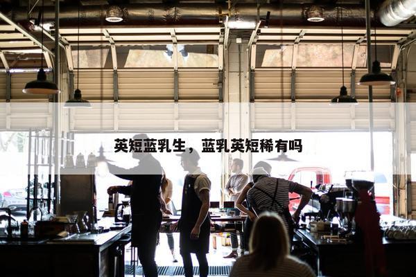 英短蓝乳生，蓝乳英短稀有吗
