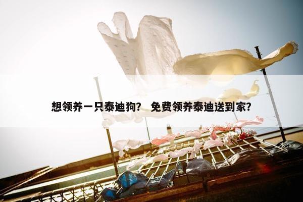 想领养一只泰迪狗？ 免费领养泰迪送到家？