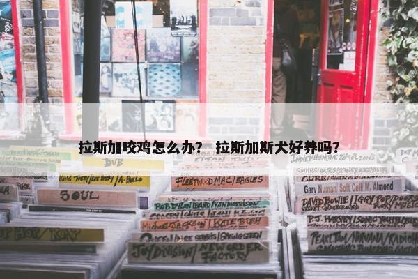 拉斯加咬鸡怎么办？ 拉斯加斯犬好养吗？