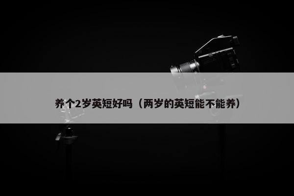 养个2岁英短好吗（两岁的英短能不能养）