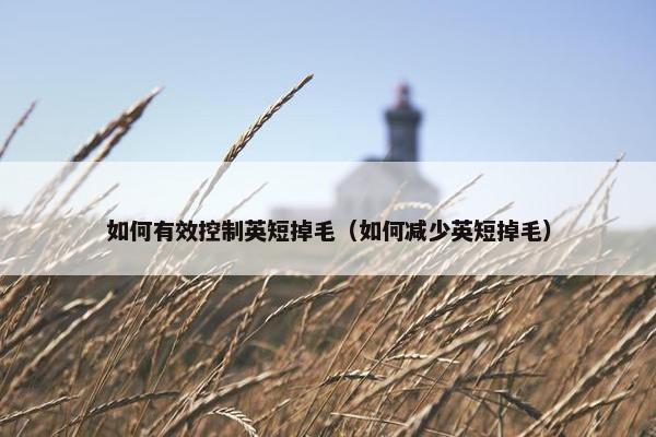 如何有效控制英短掉毛（如何减少英短掉毛）