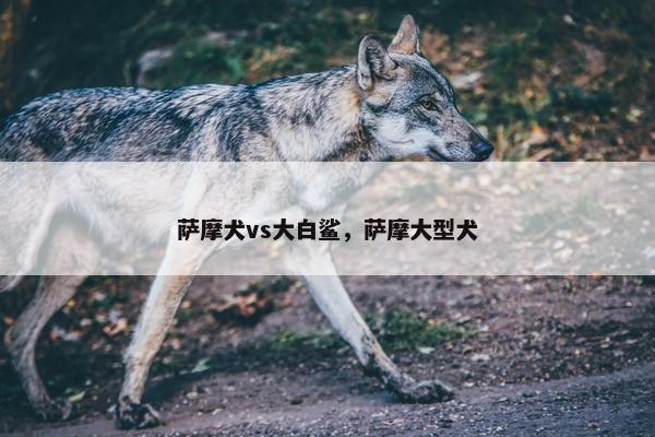 萨摩犬vs大白鲨，萨摩大型犬