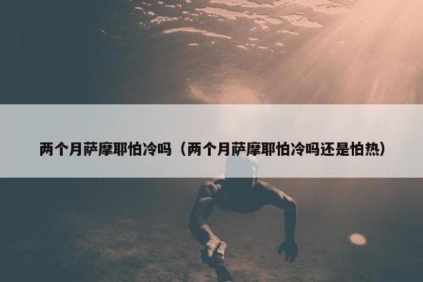两个月萨摩耶怕冷吗（两个月萨摩耶怕冷吗还是怕热）