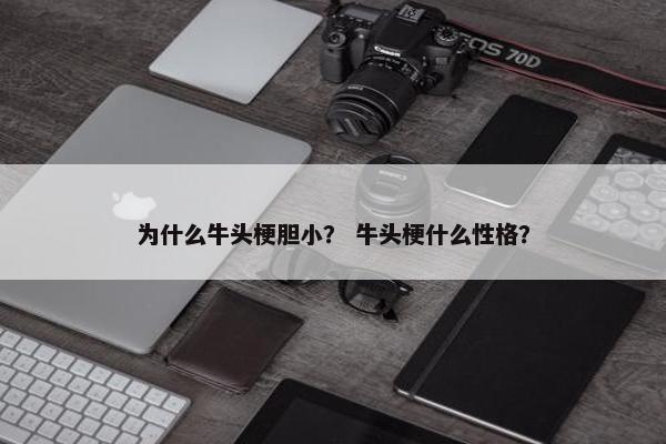 为什么牛头梗胆小？ 牛头梗什么性格？