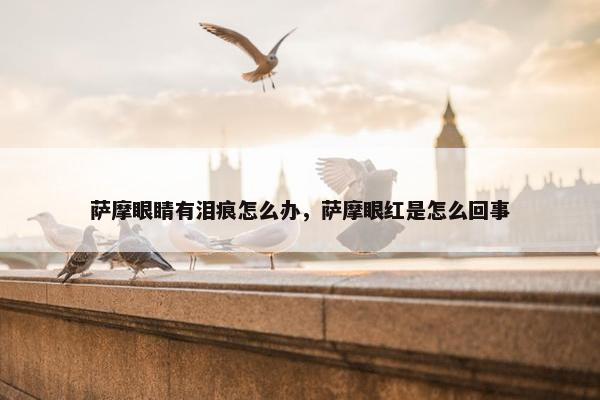 萨摩眼睛有泪痕怎么办，萨摩眼红是怎么回事