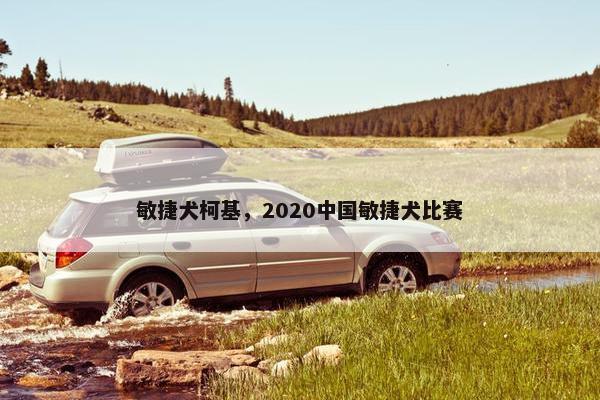 敏捷犬柯基，2020中国敏捷犬比赛