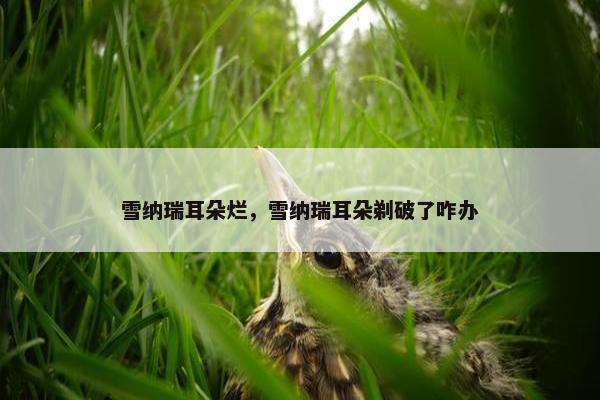 雪纳瑞耳朵烂，雪纳瑞耳朵剃破了咋办