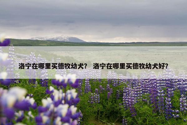 洛宁在哪里买德牧幼犬？ 洛宁在哪里买德牧幼犬好？