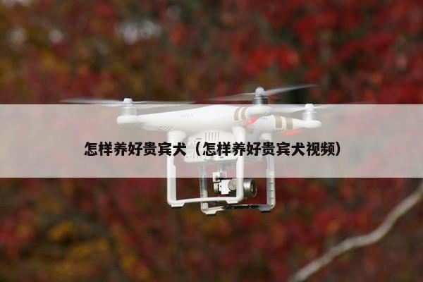 怎样养好贵宾犬（怎样养好贵宾犬视频）