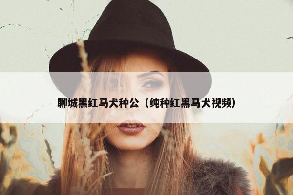 聊城黑红马犬种公（纯种红黑马犬视频）