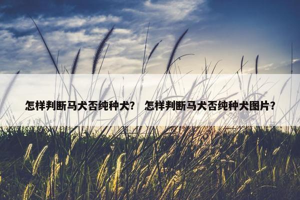 怎样判断马犬否纯种犬？ 怎样判断马犬否纯种犬图片？