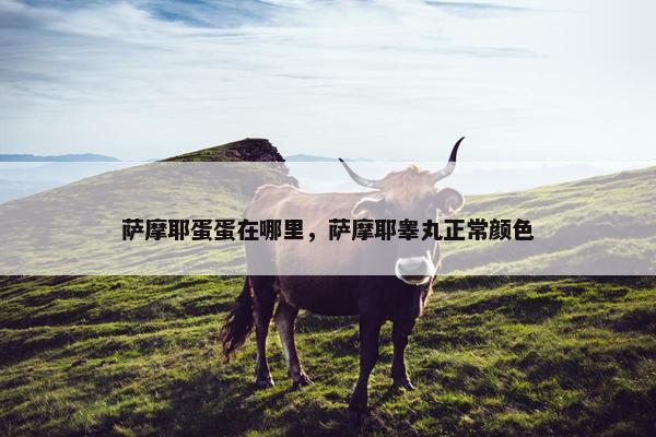 萨摩耶蛋蛋在哪里，萨摩耶睾丸正常颜色