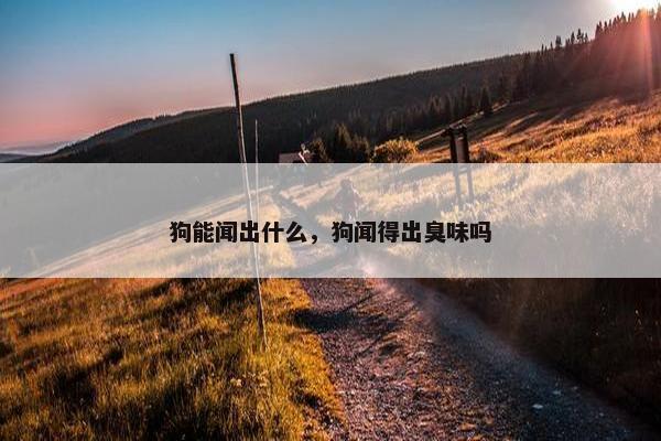 狗能闻出什么，狗闻得出臭味吗