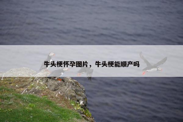 牛头梗怀孕图片，牛头梗能顺产吗