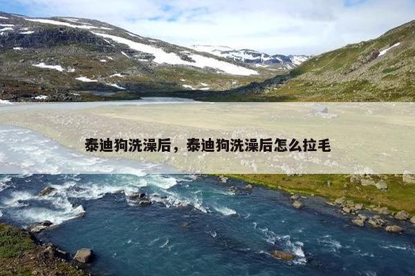 泰迪狗洗澡后，泰迪狗洗澡后怎么拉毛