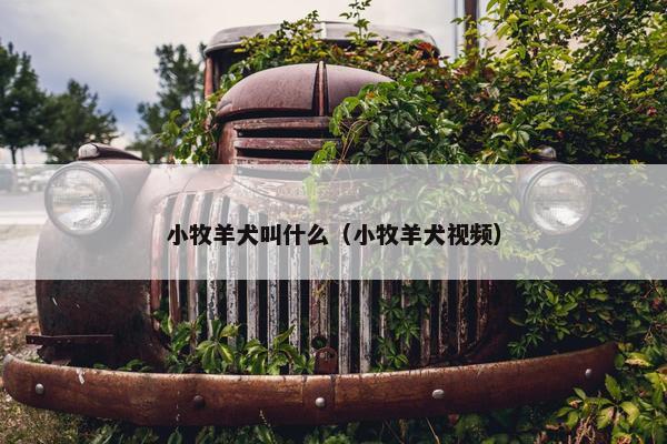 小牧羊犬叫什么（小牧羊犬视频）