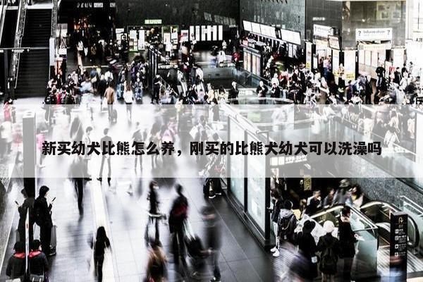 新买幼犬比熊怎么养，刚买的比熊犬幼犬可以洗澡吗