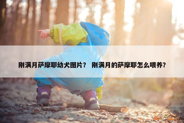 刚满月萨摩耶幼犬图片？ 刚满月的萨摩耶怎么喂养？
