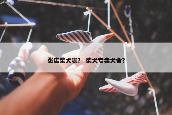 张店柴犬咖？ 柴犬专卖犬舍？