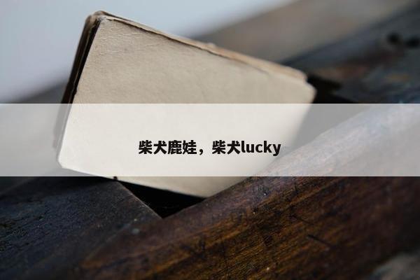 柴犬鹿娃，柴犬lucky