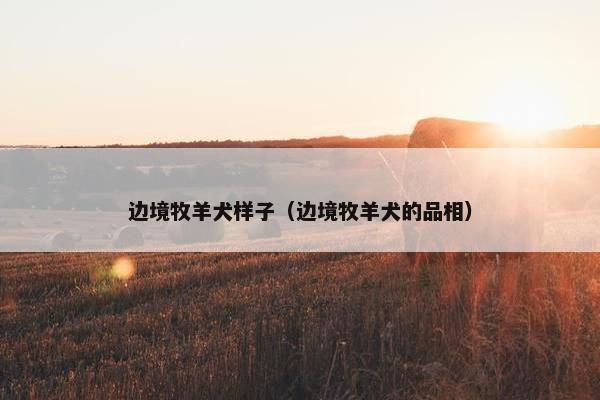 边境牧羊犬样子（边境牧羊犬的品相）