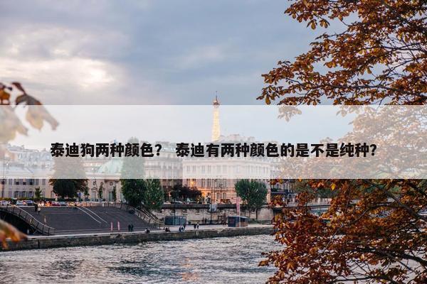泰迪狗两种颜色？ 泰迪有两种颜色的是不是纯种？
