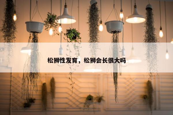 松狮性发育，松狮会长很大吗