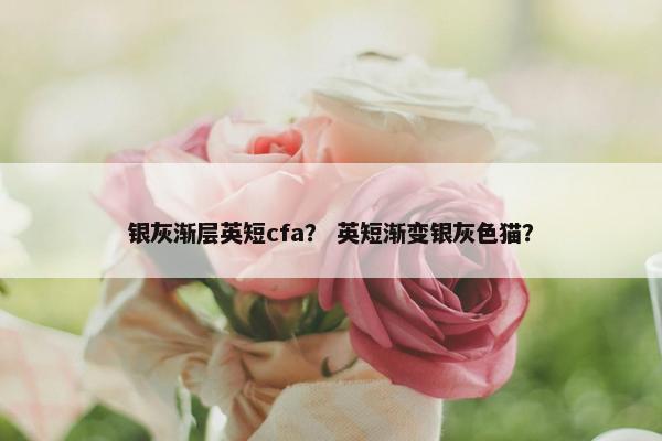 银灰渐层英短cfa？ 英短渐变银灰色猫？