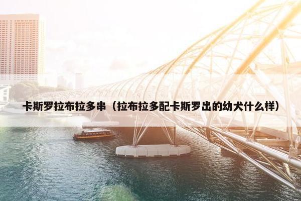 卡斯罗拉布拉多串（拉布拉多配卡斯罗出的幼犬什么样）
