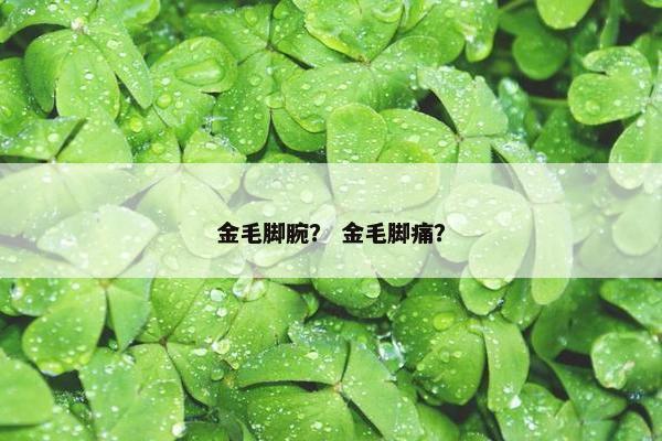 金毛脚腕？ 金毛脚痛？