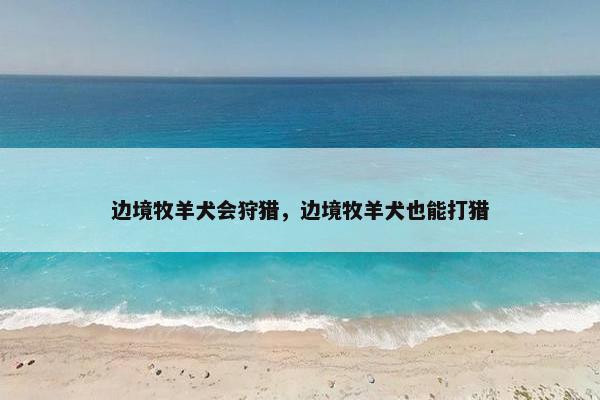 边境牧羊犬会狩猎，边境牧羊犬也能打猎