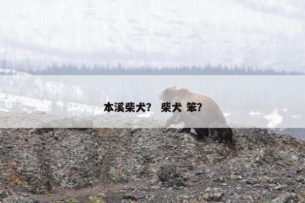 本溪柴犬？ 柴犬 笨？