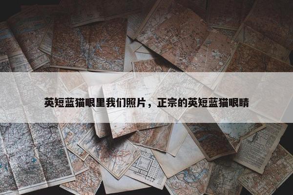 英短蓝猫眼里我们照片，正宗的英短蓝猫眼睛