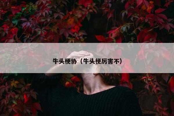 牛头梗协（牛头梗厉害不）