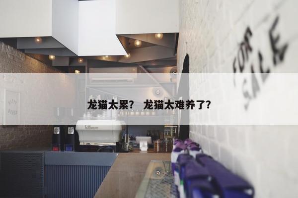 龙猫太累? 龙猫太难养了?