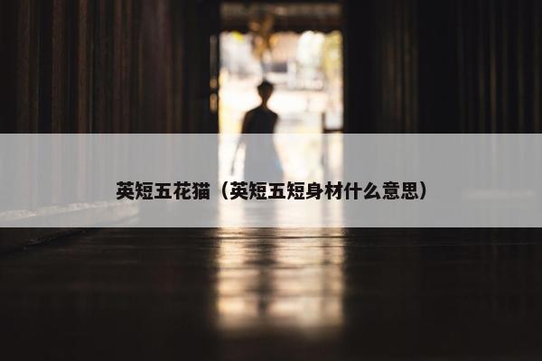 英短五花猫（英短五短身材什么意思）