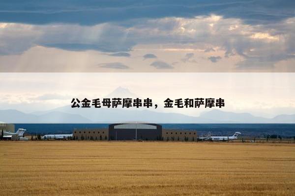 公金毛母萨摩串串，金毛和萨摩串