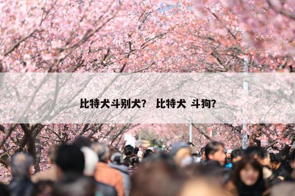 比特犬斗别犬？ 比特犬 斗狗？